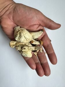 Dosage for magic mushrooms
